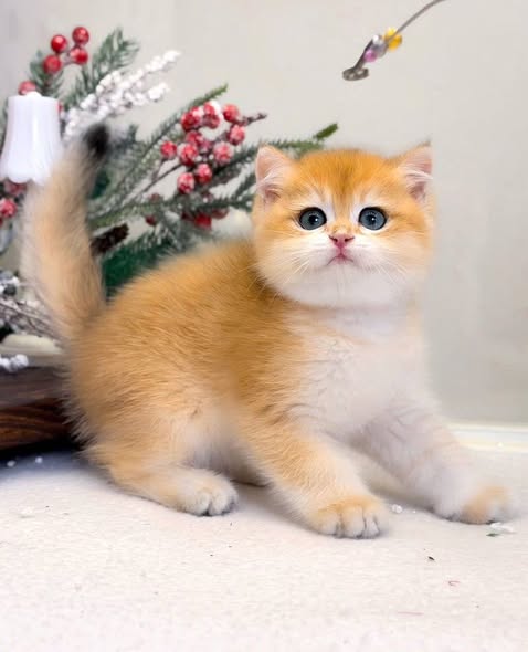 Munchkin