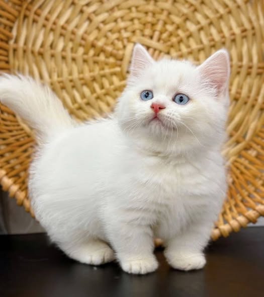 Munchkin