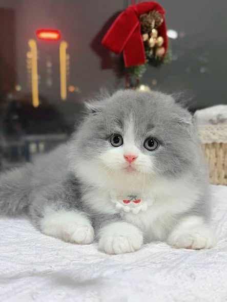 Scottish Fold Longhair