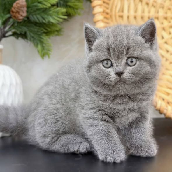 British Shorthair