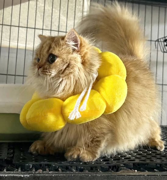 Munchkin Longhair