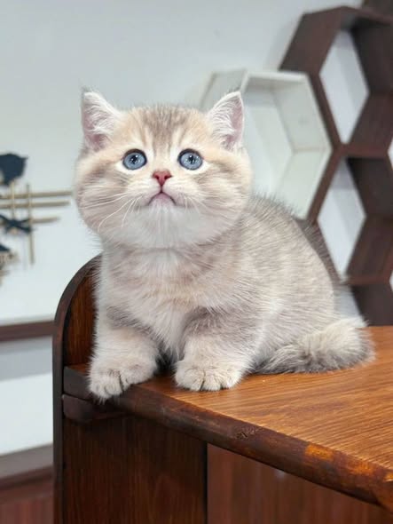 British Shorthair
