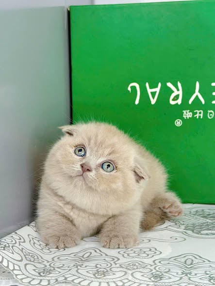 Munchkin Fold
