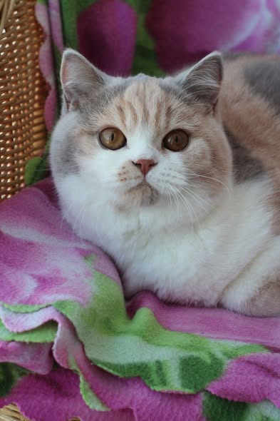 British Shorthair