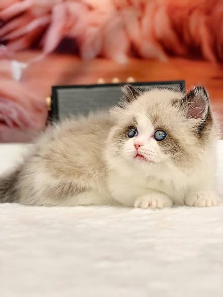 Munchkin