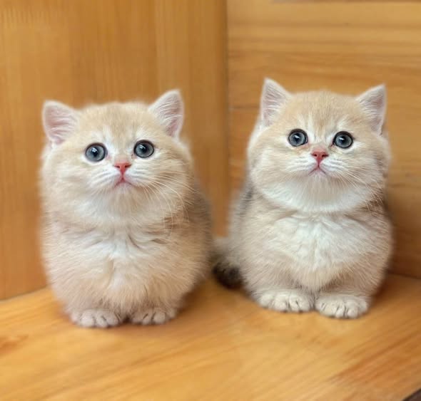 Munchkin