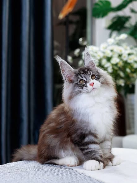 Maine Coon