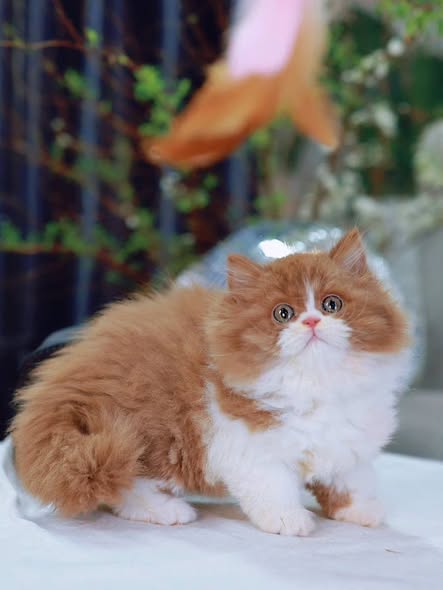 British Longhair