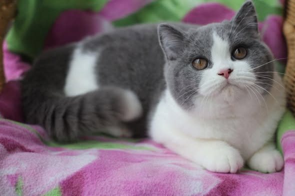 British Shorthair
