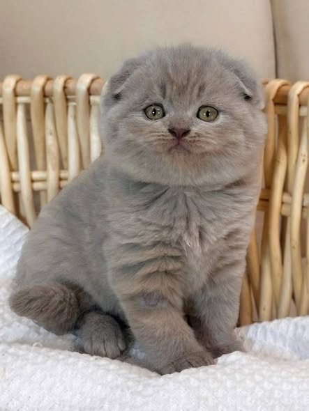 Scottish Fold