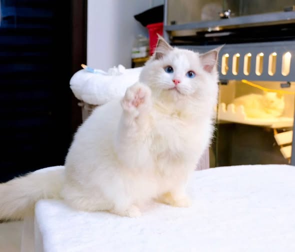 Ragdoll
