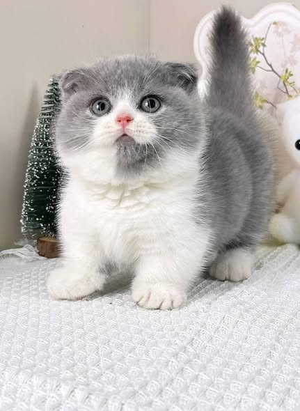 Munchkin Fold