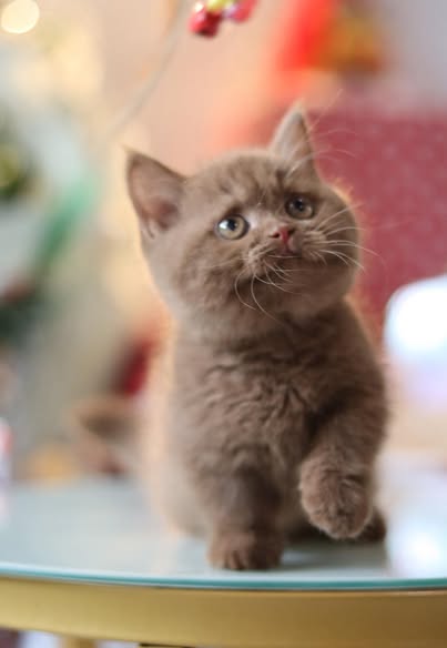 Munchkin