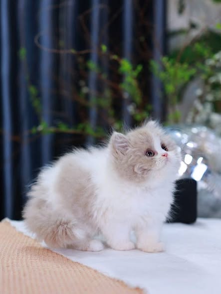 British Longhair