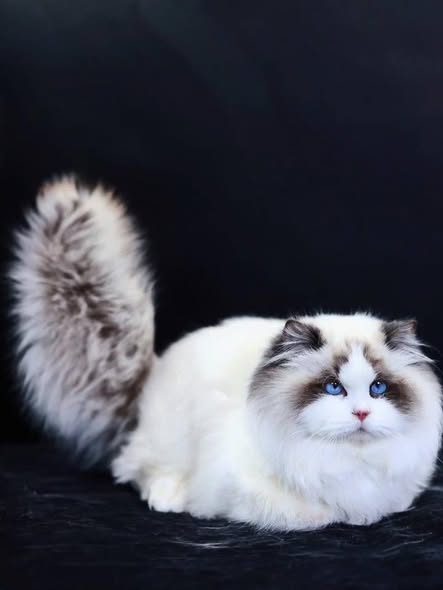 Ragdoll