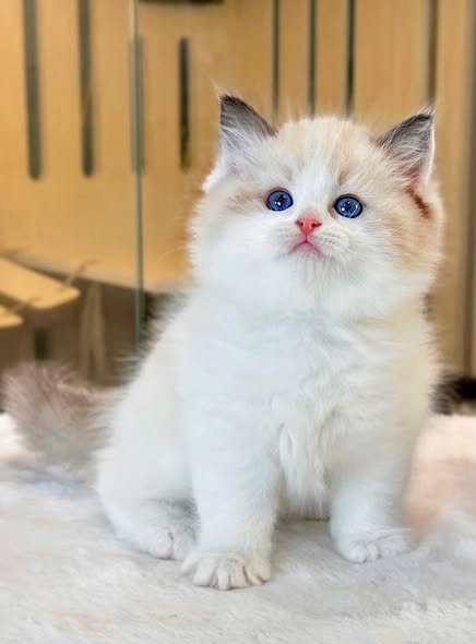 Ragdoll