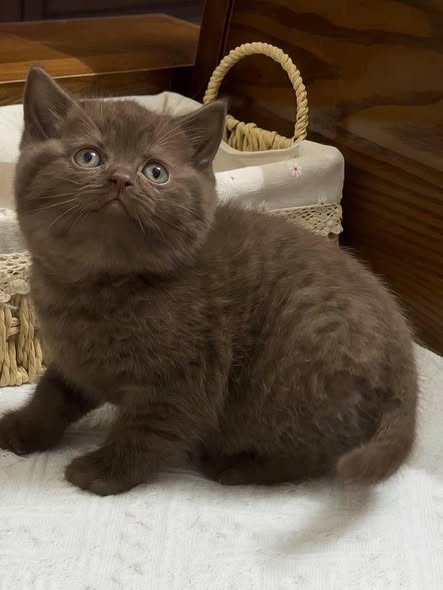 British Shorthair