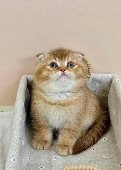 Scottish Fold
