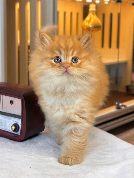 British Longhair