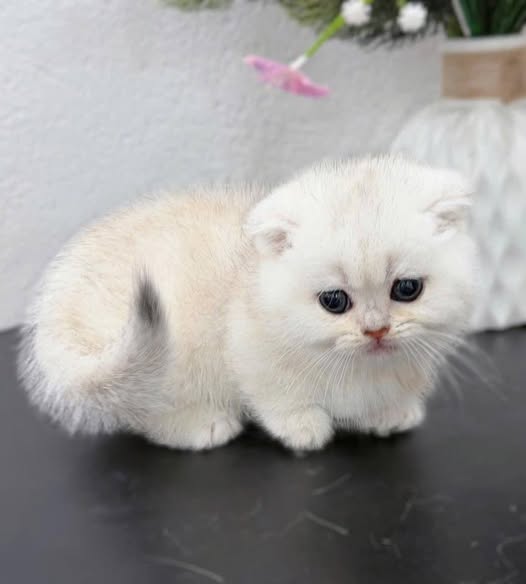 Munchkin Fold