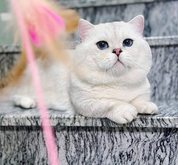 Munchkin