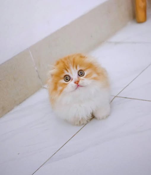 Munchkin Fold Longhair