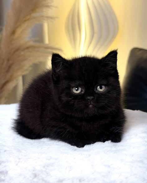 Munchkin