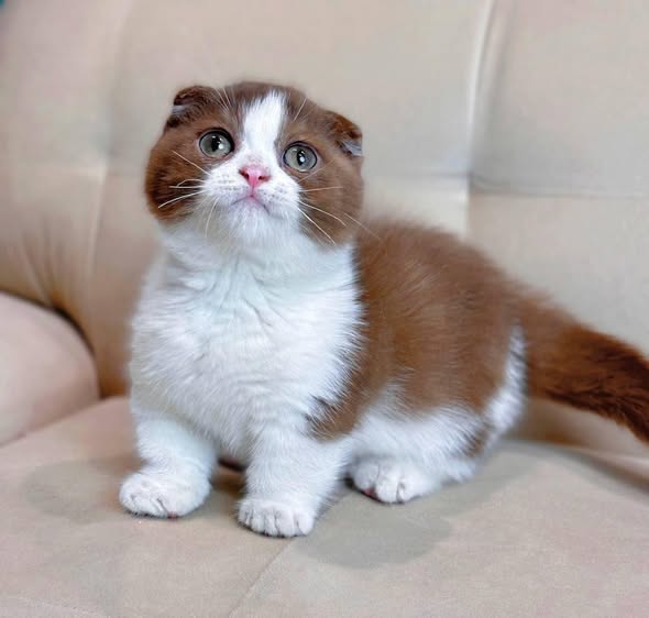Munchkin Fold
