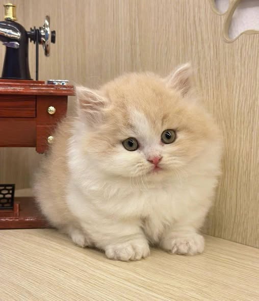 Munchkin Longhair
