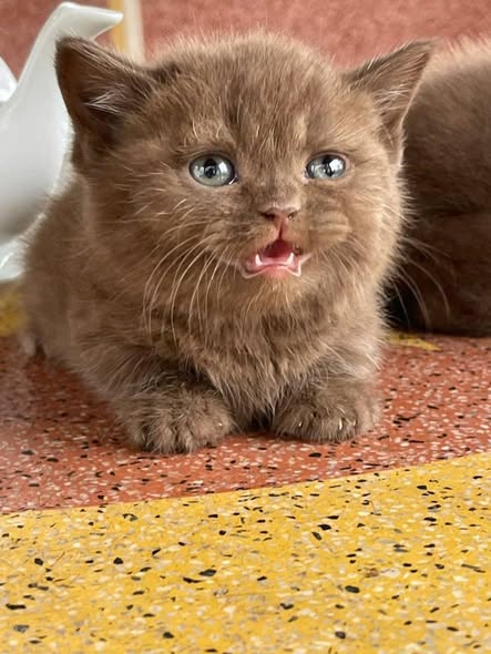 Munchkin
