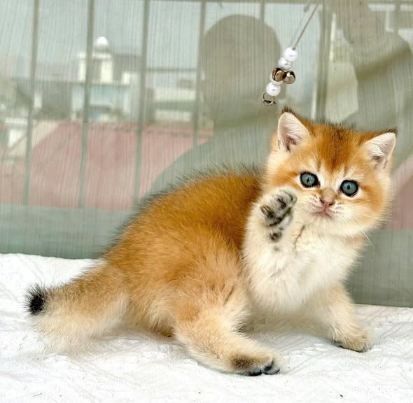 British Shorthair