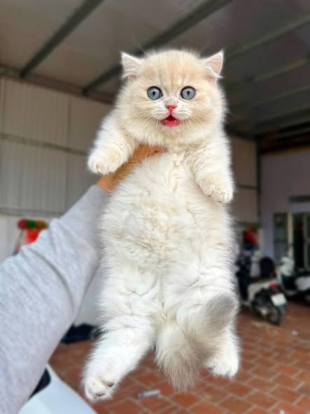 Munchkin