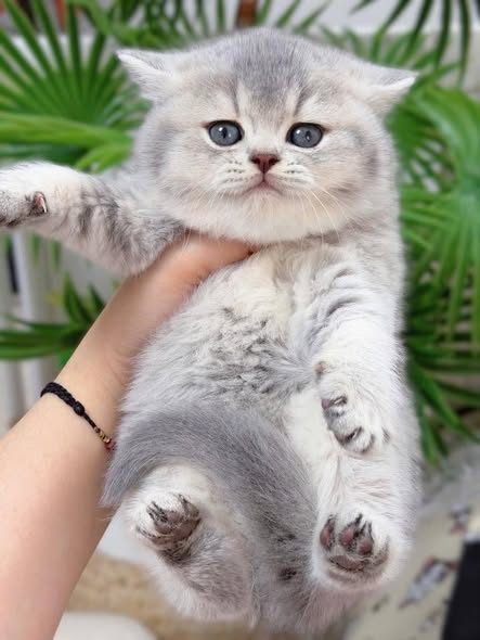 British Shorthair