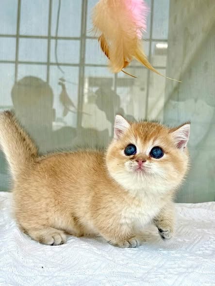 Munchkin