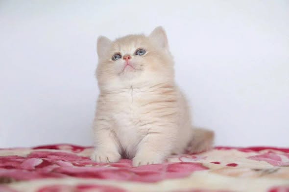 Munchkin