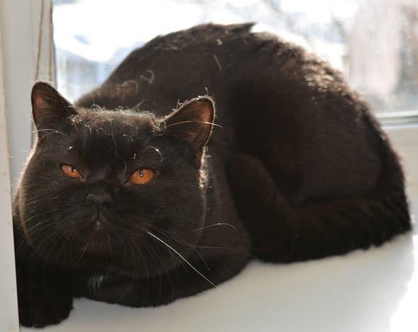 British Shorthair