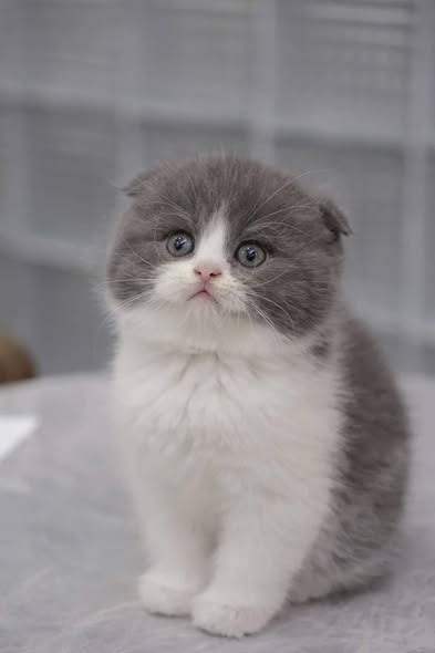 Scottish Fold