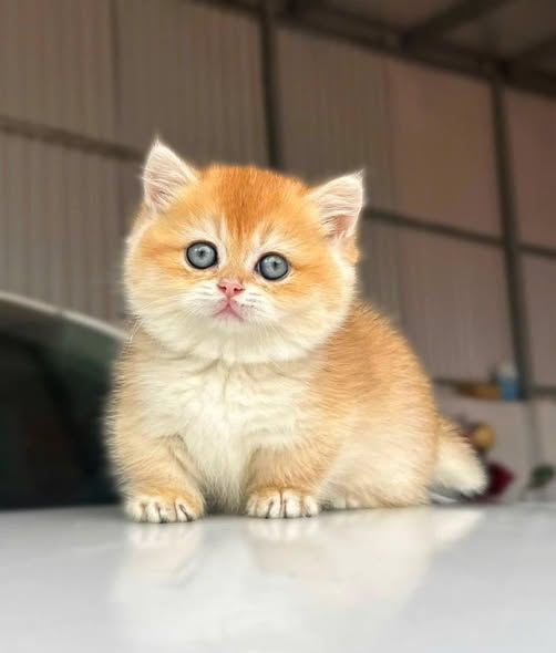 Munchkin