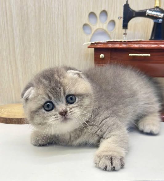 Scottish Fold