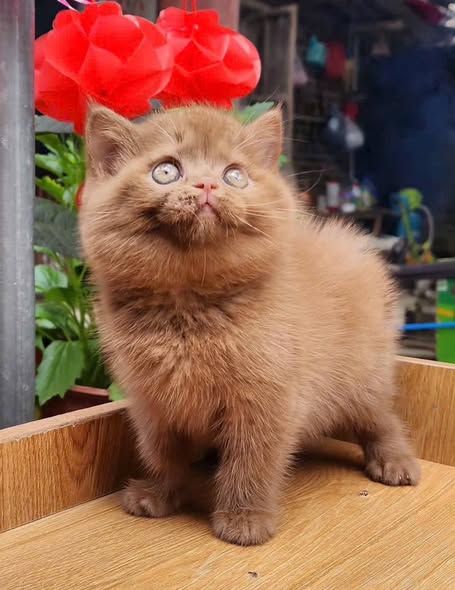 British Shorthair