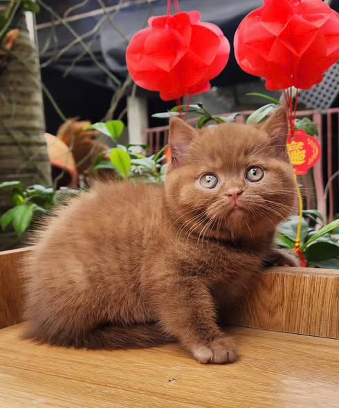 British Shorthair