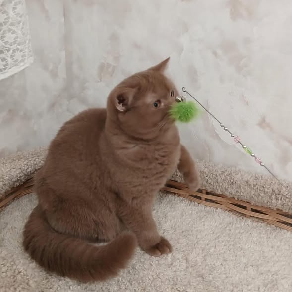 British Shorthair