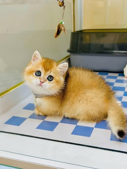 Munchkin