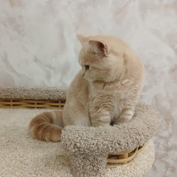 British Shorthair