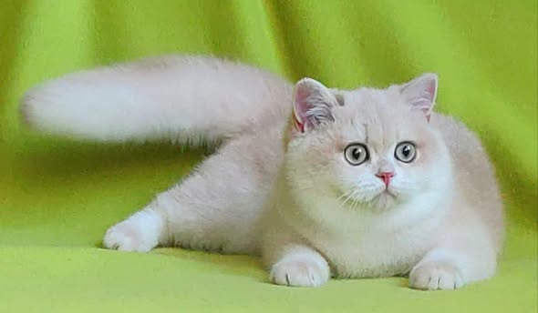 British Shorthair