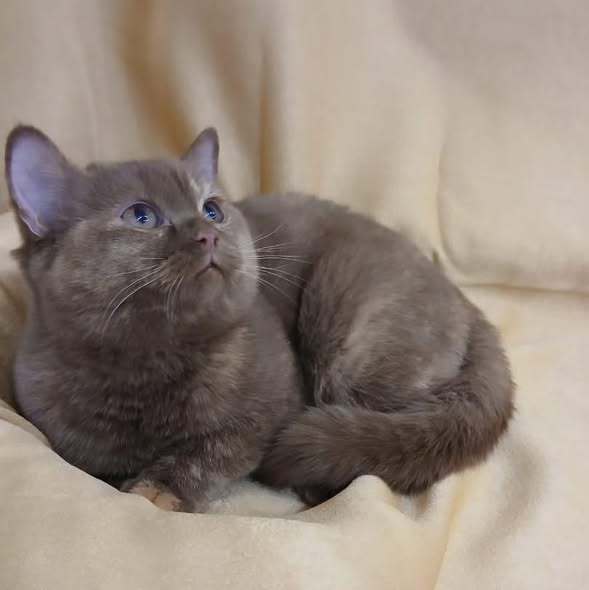 British Shorthair