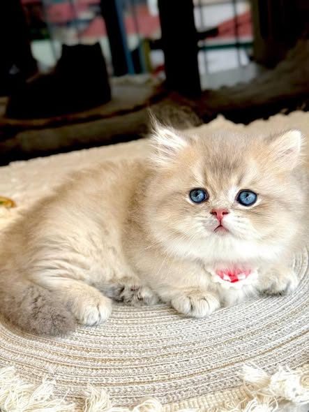 Munchkin Longhair