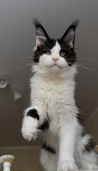 Maine Coon