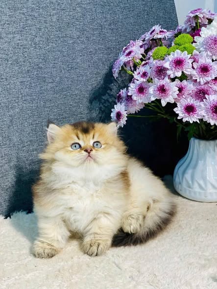 Munchkin Longhair