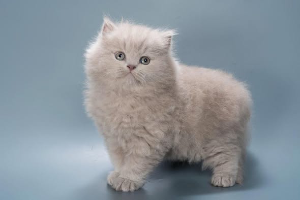British Longhair